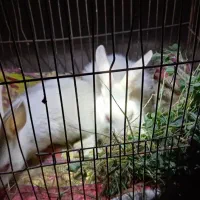 خرگوش چشم گیلاسی