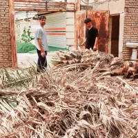 بریدن درخت هرس تمیزنخل قطع نخل سم پاشی تقویتی