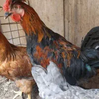 خروس چهل تاج دو رگه لاری