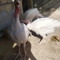 بوقلمون بیوتی