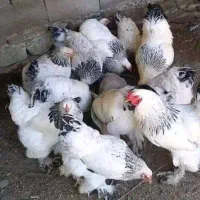 تخم نطفه دار برهما