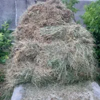 یونجه و علف برای خوراک دام