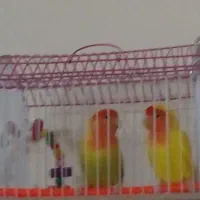 یک جفت کوتوله