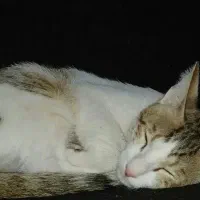 گربه|گربه|باوی, |دیوار