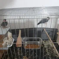 فنچ نرگسی تخم گذاشته