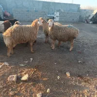 گوسفند و بره