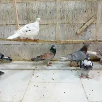 کبوتر بوم پرشی