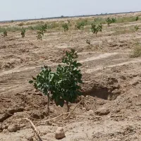 باغ پسته