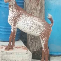 حیوانات خانگی