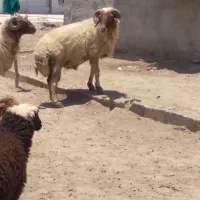 قوچ درجه یک