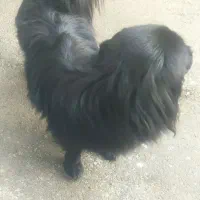 سگ پشمالو چیچو خانوم  از همه لحاظ عالی