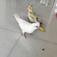 پرنده
