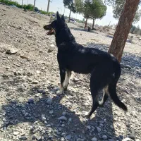 سگ ژرمن|سگ|نسیم‌شهر, |دیوار
