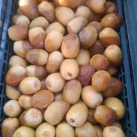 خارک رطب