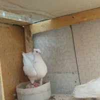 طوقی کفتر