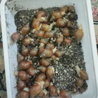 فروش حلزون زنده جهت حلزون تراپی و حیوان خانگی