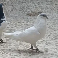 نر مغنه ای نر کتبسر ماده اصفهانی ماده یه شق
