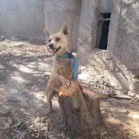 سگ شیواوا نر و توله ماده ژرمن