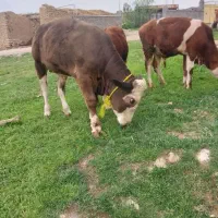 گاچرون