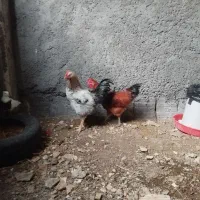 خروس معامله با مرغ عشق