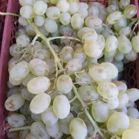 انگور و شلیل به قیمت ارزان
