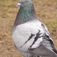کبوتر چاهی