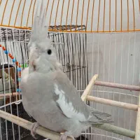 جوجه عروس هلندی