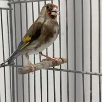 سهره