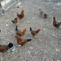 فروش مرغ تخم‌گذار سالم و باکیفیت