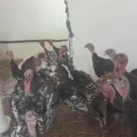 بوقلمون ۶ماهه و ۵ماهه معاوضه با مرغ