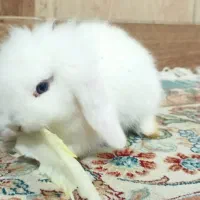 خرگوش لوپ