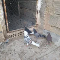 کفتر یا کبوتر تهرانی دمگیر