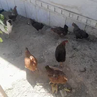 مرغ و خروس