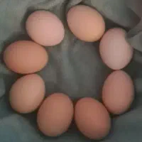 تخم مرغ نطفه دار برهما