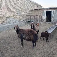 قوچ هترو ژن دار دوقلو سه قلو به شرط