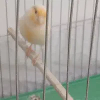 قناری نر و ماده