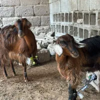 گوسفند|حیوانات مزرعه|بندرعباس, |دیوار