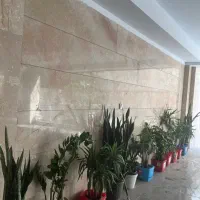 گیاه آپارتمانی یوکا و زاموفیلیا و سانسوریا