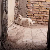پاپی|سگ|تربت جام, میان جام|دیوار