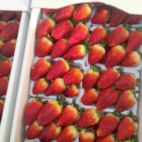 توت فرنگی صادراتی