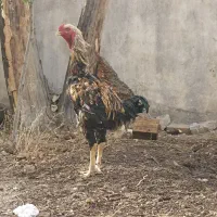 مرغ خروس لاری افغان
