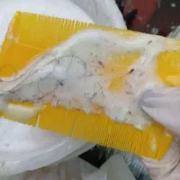 رفع قطعی شپش و رشک گیاهی فقط در نیم ساعت تضمینی