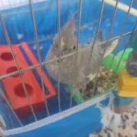 عروس هلندی