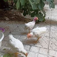 ۳خورس