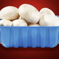 ظرف قارچ