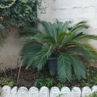 سیکاس ۱۲ ساله