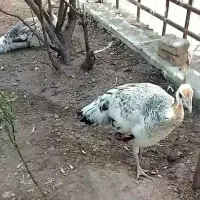 تخم طاووس