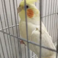 یک جفت عر وس هلندی نرو ماده