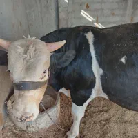گوساله نر