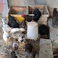 مرغ و خروس و نیمچه